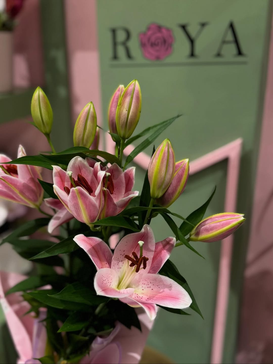 Saksıda lilyum – Bursa saksı çiçek teslimatı