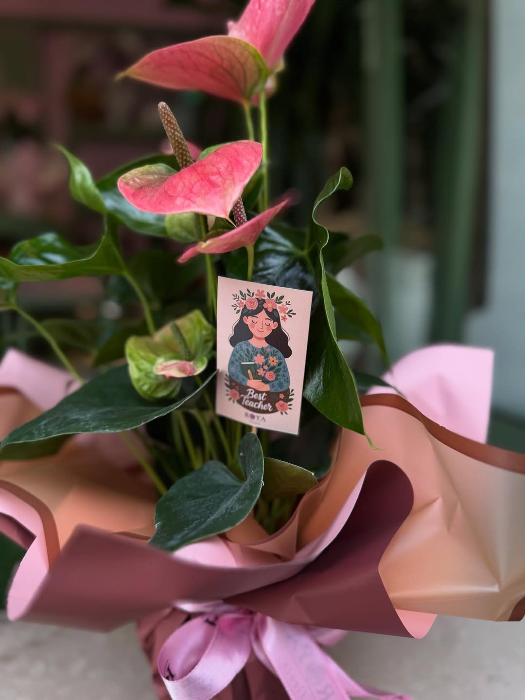 Antoryum saksı görünüm 3