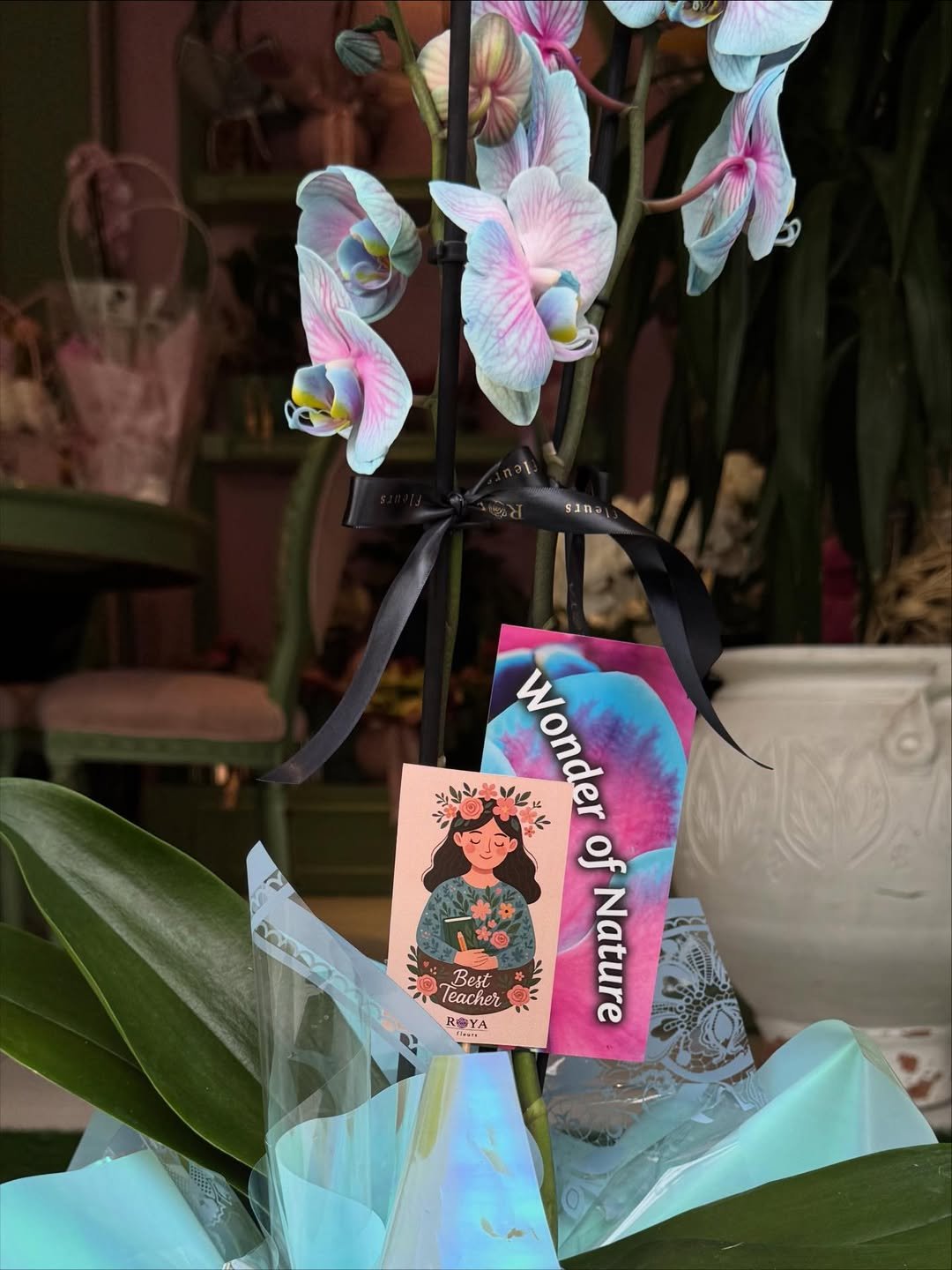 Renkli orkide saksı – Bursa teslimat