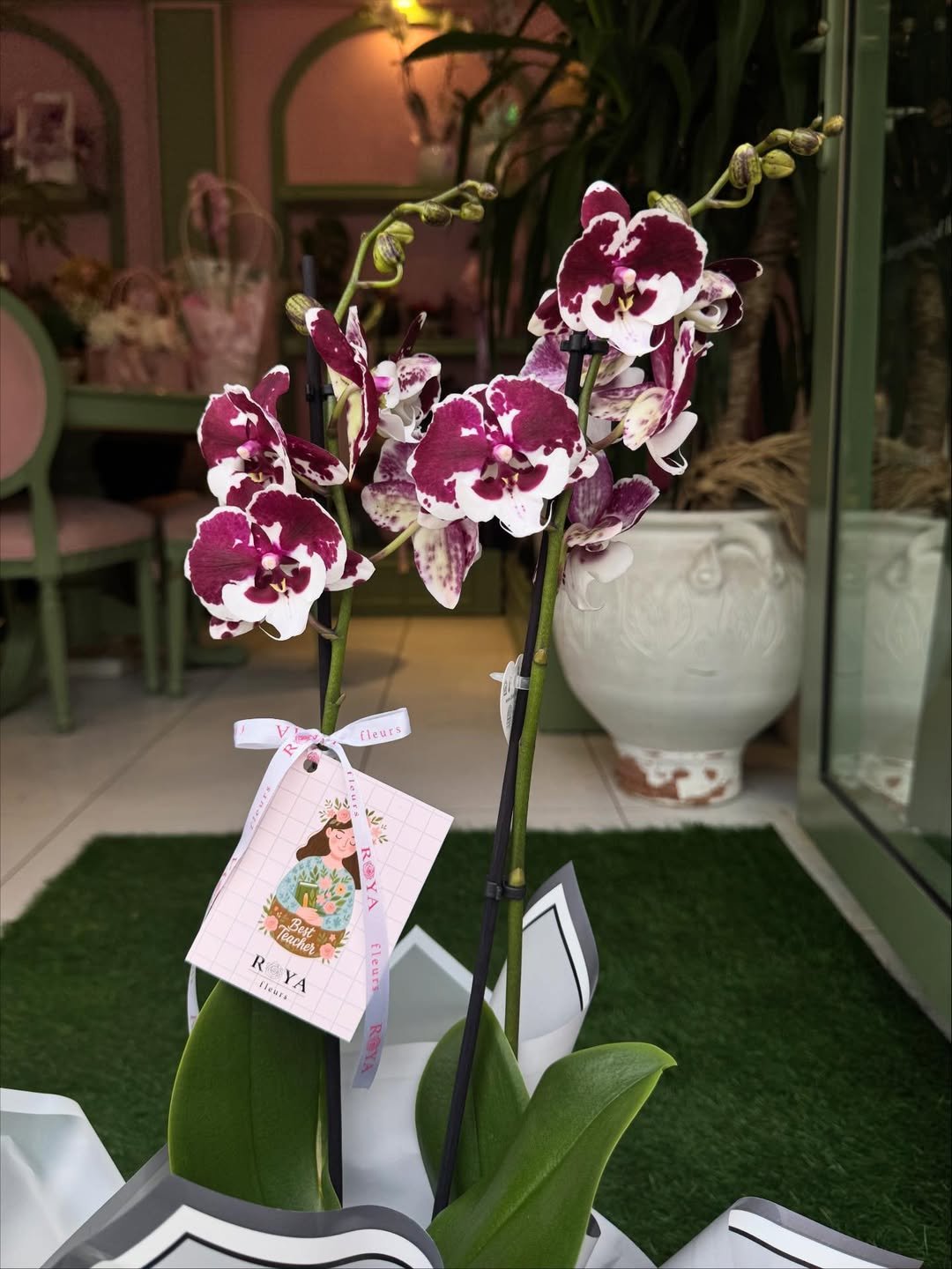 Renkli orkide saksı görünüm 2