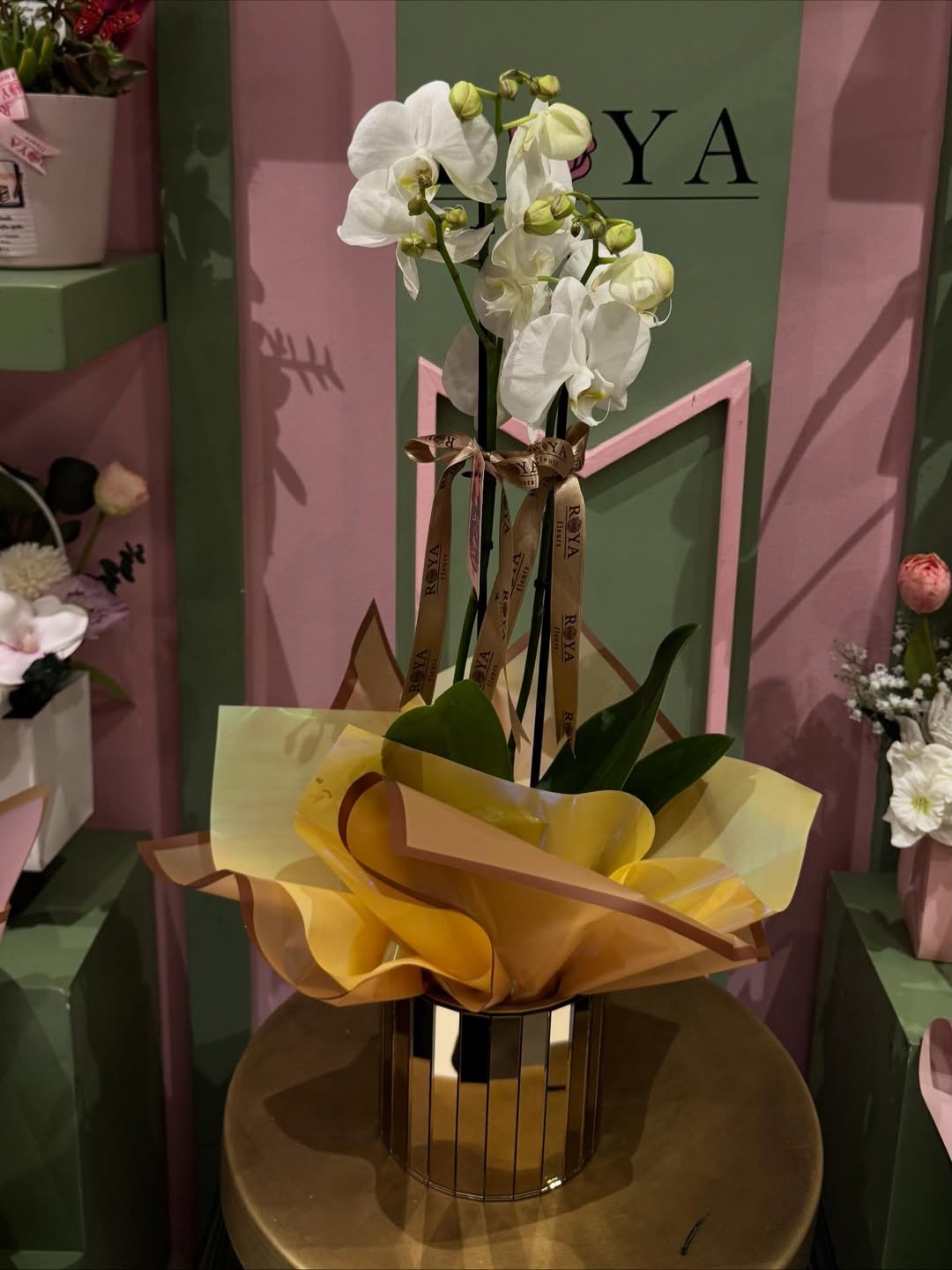 Beyaz orkide saksı – Bursa teslimat