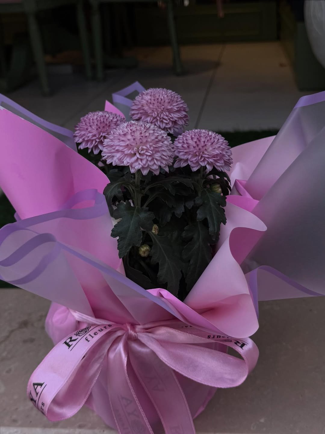 Kasım patı saksı – Bursa teslimat