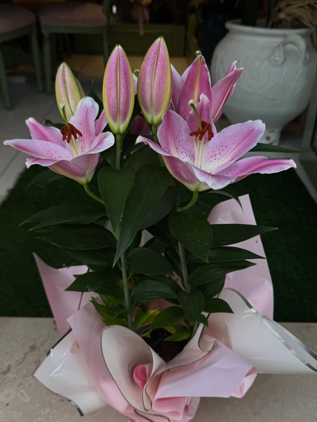 Lilyum saksı görünüm 2