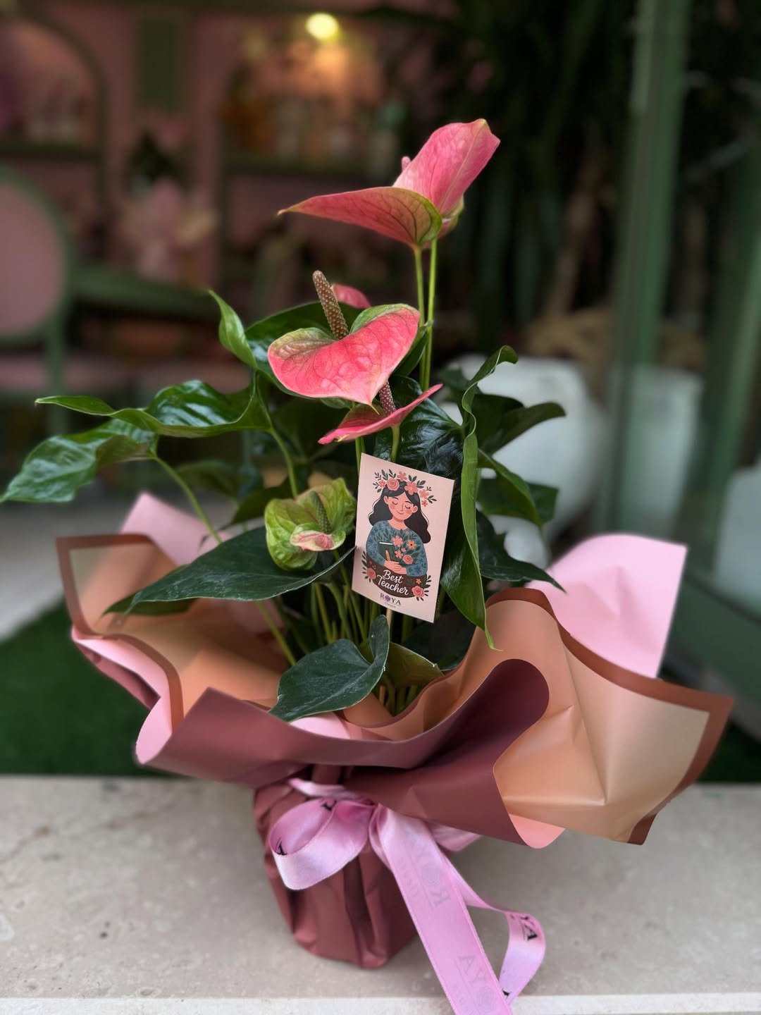 Antoryum saksı görünüm 2